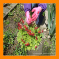 Junior Digger Kids Gartenhandschuhe für Kinder im Freien spielen